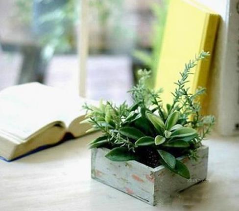 书桌的植物风水