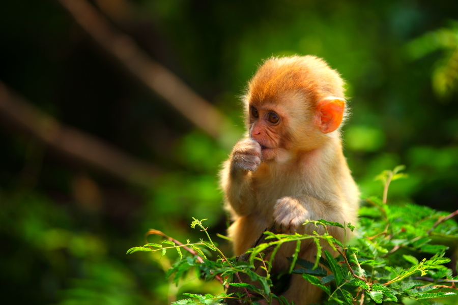 004年7月出生的属猴人一生能够富贵吗？命运如何？"