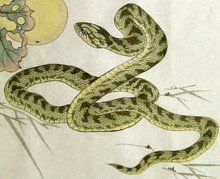 977年是蛇年吗？属蛇的人出生在8月命好吗？"