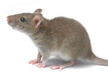 96年属鼠几月命不好:属鼠的人出生在1996年十二月的命运