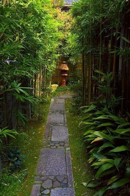 为什么院里不栽竹子:门前可以种竹子吗，为什么那些风水先生说不能