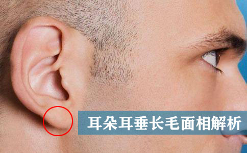 耳朵耳垂长毛面相解析