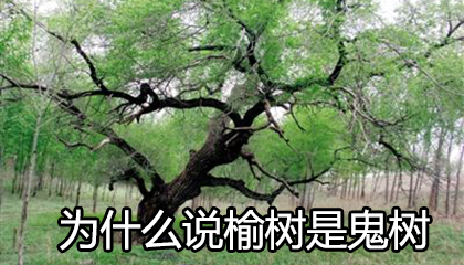 为什么说榆树是鬼树 风水上有什么说法吗