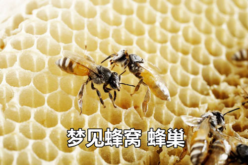 梦见蜂窝 蜂巢是什么征兆 说明什么