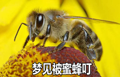 做梦梦见被蜜蜂叮什么意思 有什么预兆
