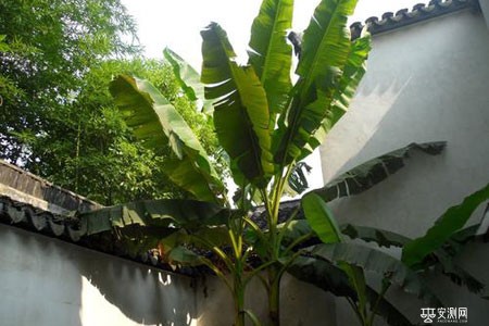 房子旁边种芭蕉树对人体有伤害吗？