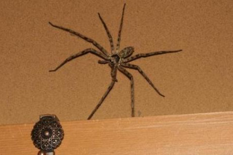 家里进来黑蜘蛛有什么预兆