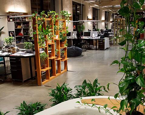 十二生肖办公室植物如何选择与摆放？有何风水讲究？