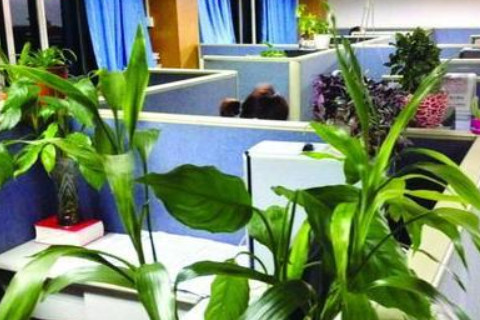 办公桌背后摆放植物的注意事项