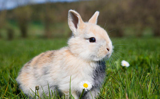 属兔不适合职业 属兔人最适宜在哪个行业发展