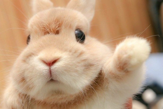 属兔的清明节出生命运如何？2020清明节喜神方位解析