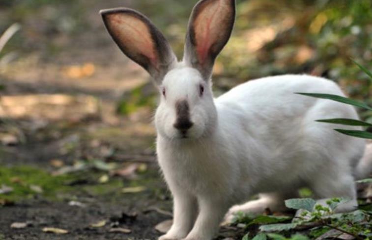 属兔是哪一年出生的     属兔是什么命