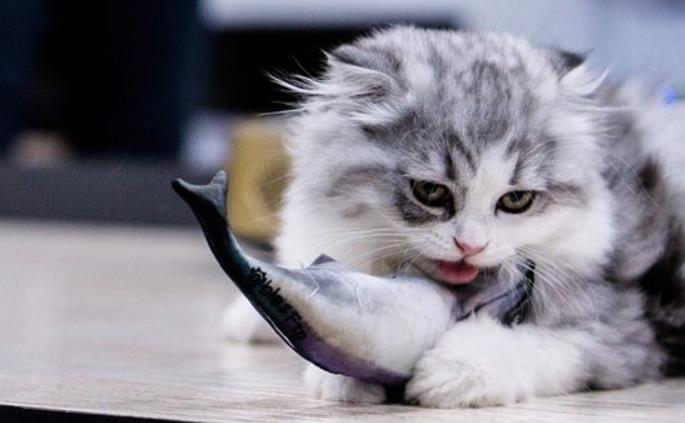 梦见猫吃鱼是怎么回事 梦见别人吃鱼预示了什么