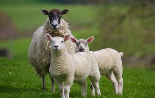 属羊的今年多大年龄 属羊的今年犯太岁吗
