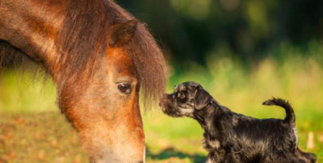 马和狗相配婚姻如何 马和狗在一起财运好吗