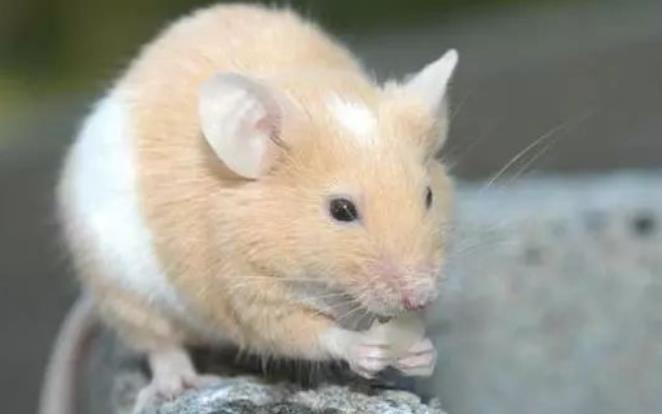 属鼠几月份出生的好 属鼠的人性格和优缺点