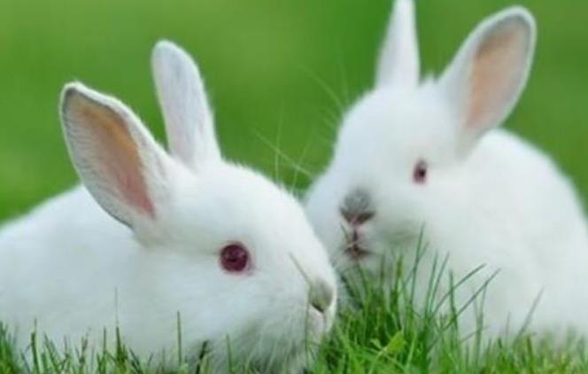 几月份的兔和龙不相害  兔和龙属相合不合