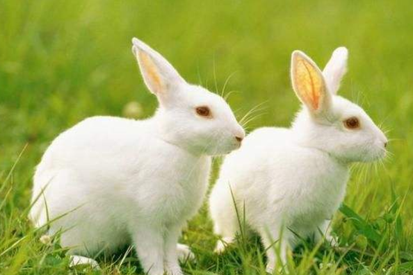 属兔与兔的做夫妻相配吗 属兔与属兔的婚配如何