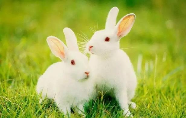 属兔和属鼠的婚姻如何 属兔和属鼠的相配吗