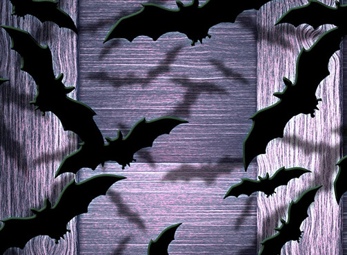 蝙蝠入宅有什么风水说法 蝙蝠飞进家里预示什么