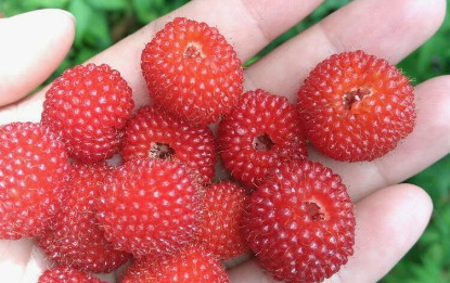 梦见摘树莓吃是什么意思 梦见摘树莓吃的运势