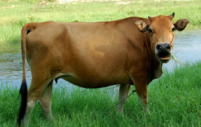 985年属牛是什么命