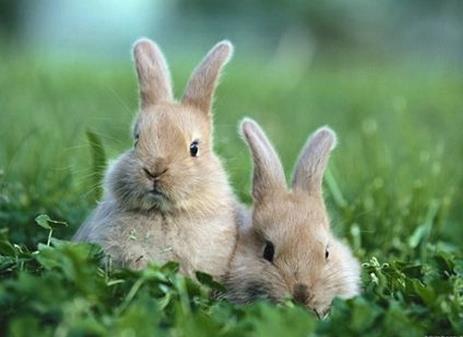 975年10月31日属兔是什么命(1975年属兔哪个月出生命最好)"