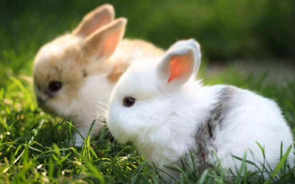 属兔人命中注定的贵人是谁 属兔的命中注定的“贵人”