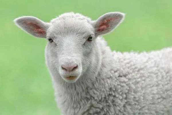 五行羊哪种羊最好 属羊人最难熬的年龄