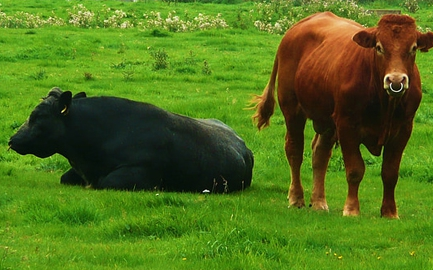 梦见割牛草是什么意思 梦见割牛草的运势