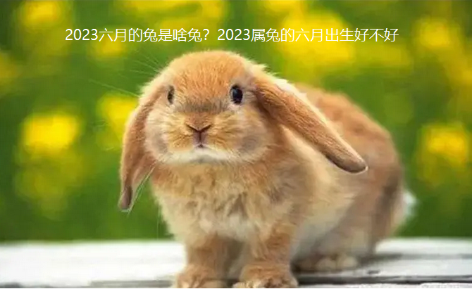 023六月的兔是啥兔？2023属兔的六月出生好不好"